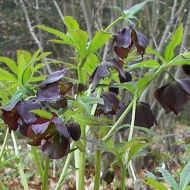 Helleborus purpurascens (Ciemiernik czerwonawy) - hel.purpurascens[1].jpg